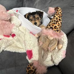 Pinto - Black and tan male Morkie puppy in Lawrenceville, Georgia from Georgias Finest Puppies
