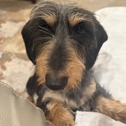 Templeton - Dachshund