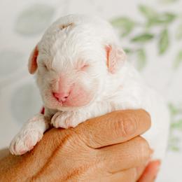 Spark - Parti female Goldendoodle puppy in Apopka, Florida from The Classic Doodle