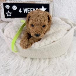 Lemon - Red  male Poodle puppy in Florida from Adorable Toy-Miniature Poodles