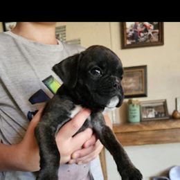Boxer and Shih Tzu Puppies from L&L European Boxers and Shih Tzus