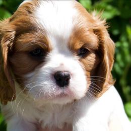 Milliy - Blenheim female Cavalier King Charles Spaniel puppy in Sacramento, California from Tamara's Puppies