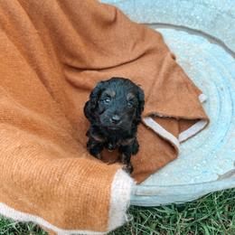 Beau - Black phantom male Aussiedoodle puppy in Tryon, North Carolina from Melrose Mountain Farm