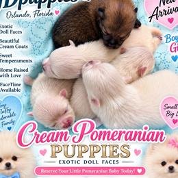 Pomeranian puppies from Denise’s Puppies