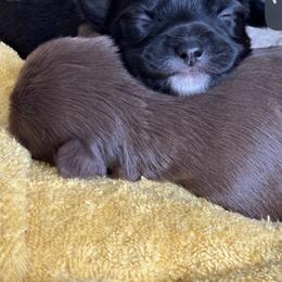 Girl 1 - Chocolate female Chihuahua puppy in Woodbridge, Virginia from Chi Angels