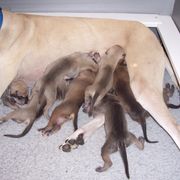 Sloughi Puppies from Merewind Sloughis
