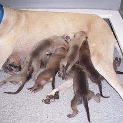Sloughi Puppies from Merewind Sloughis