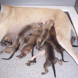 Sloughi Puppies from Merewind Sloughis