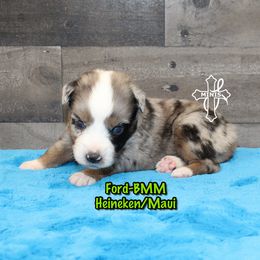 Ford - Blue merle male Miniature American Shepherd puppy in Elgin, Oregon from Cross L Miniature American Shepherds
