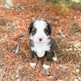 Salvy - Blue merle male Bernedoodle puppy in Wamego, Kansas from Doodles of Oz