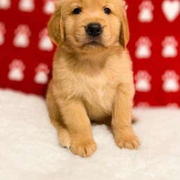Golden Retriever Puppies from Bear State Goldens