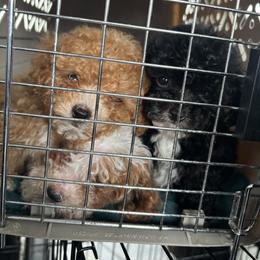 Willie Nelson - Red  male Poodle puppy in Hopkins, Missouri from Mowry Creek Mini Aussiedoodles and More