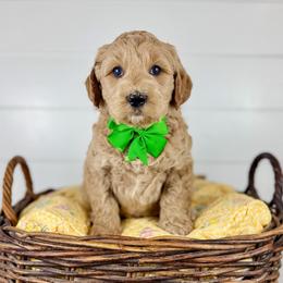 Palm - Green collar - Apricot male Goldendoodle puppy in The Woodlands, Texas from Golden Fields Doodles