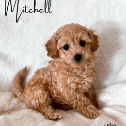 Cracker - Apricot male Maltipoo puppy in Kula, Hawaii from Toy Poodle & Maltipoo Maui