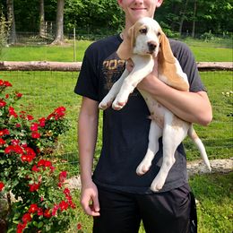 Beagle Puppies from Long Creek Beagles
