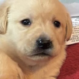 Yellow girl 4 - Yellow female Labrador Retriever puppy in Jamestown, Ohio from Heartlands Quality Labrador Retrievers