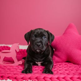 Grimm - Chestnut brindle male Cane Corso puppy in Hampstead, New Hampshire from Durgin Hollow
