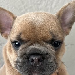 Apricot - French Bulldog puppy in Tampa, Florida from Triple F Frenchies