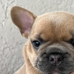 Apricot - French Bulldog puppy in Tampa, Florida from Triple F Frenchies