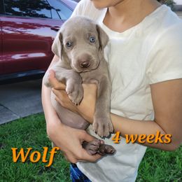Wolf - Gray male Weimaraner puppy in Kingwood, Texas from Desert Rose Weimaraners