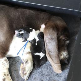 Peter - Black and white male Basset Hound puppy in Surprise, Arizona from Howlin Hounds