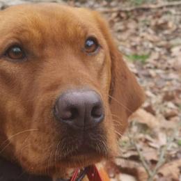 Ember - Labrador Retriever