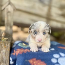 Bobble (2800) - White merle male American Corgi puppy in Valley, Washington from Corgis of the Mountain Valley
