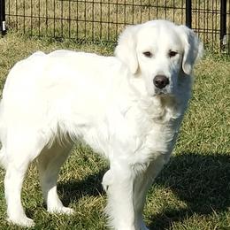 Demi - Goldendoodle
