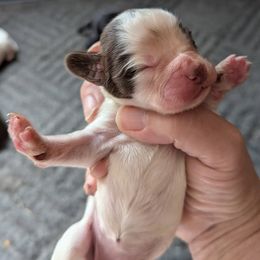 Working or hunting home only - Liver and white female English Cocker Spaniel puppy in Phillips, Nebraska from Fenloch Gundogs
