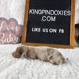 Alena PRA Clear 4500 - Dapple female Dachshund puppy in Dade City, Florida from Kingpindoxies