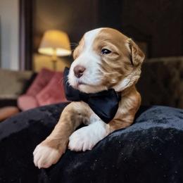 Cashmere - Apricot male Goldendoodle puppy in Pine Grove, California from Lundee Doodles