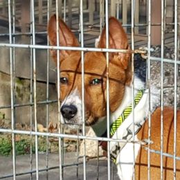 Carl - Basenji