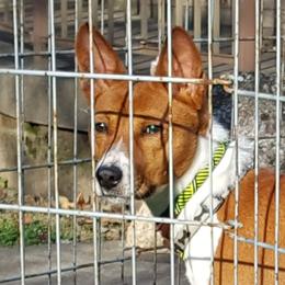 Carl - Basenji