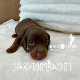 Bourbon - Chocolate and tan male Dachshund puppy in Kemp, Texas from Koli Acres