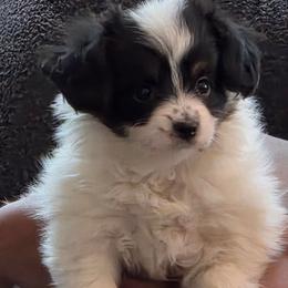 Phel'a - White and black female Papillon puppy in Lineville, Alabama from TimberLane Papillon's