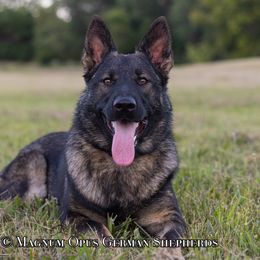 Rune - German Shepherd puppy in Columbia, Missouri from Magnum Opus German Shepherds