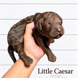 Little Caesar Chocolate English - Chocolate male Goldendoodle puppy in Grove, Oklahoma from Guinn Family Farms