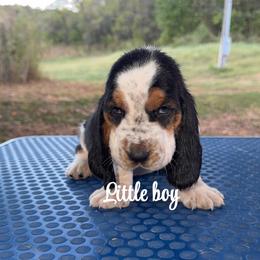 Boy 8 - Black brown and white male Basset Hound puppy in Conway, Missouri from Ozark Mountain Kennel