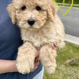 Bernedoodle, Cavalier King Charles Spaniel, and Poodle Puppies from Ellas.Pups (Bernedoodles & Cavapoos)