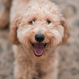 Winnie - Goldendoodle
