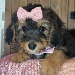 Noir - Phantom female Bernedoodle puppy in Buffalo, Illinois from Pear Tree Pups