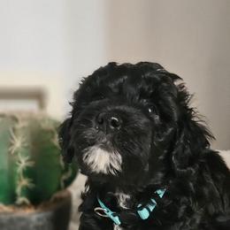 Blue collar - Black male Whoodle puppy in O'neill, Nebraska from Willowdale Doodles