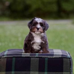 Cajun - Blue merle male Bernedoodle puppy in Denham Springs, Louisiana from GimiPup Doodles
