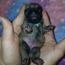 Fawn girl 2 - Fawn female Pug puppy in Blountsville, Alabama from Rock Springs Pugs
