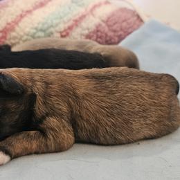 Chihuahua Puppies from Chihuahua Long Coats