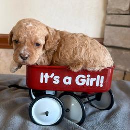 Fable - Red female Cockapoo puppy in Connersville, Indiana from MoonShine Babies