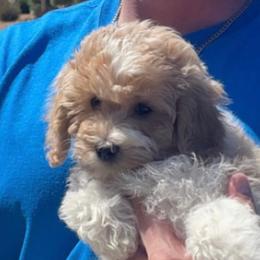Goldendoodle, Maltipoo, and Poodle Puppies from Winchester Hills Poodles and Doodles