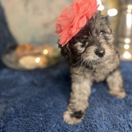 Hummus and Avocado - Merle Goldendoodle puppy in Charlotte, North Carolina from Ben and Jerry Doodles
