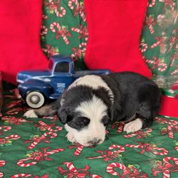 Rivian - Black tri-color female Australian Shepherd puppy in Parker, Colorado from Legacy Ranch Australian Shepherds