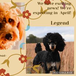 Goldendoodle puppies from Griffinstead Doodles